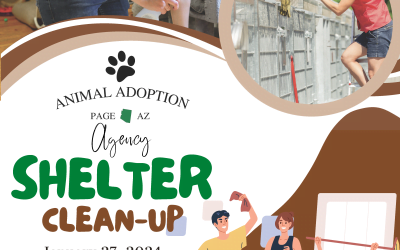 Shelter Clean Up